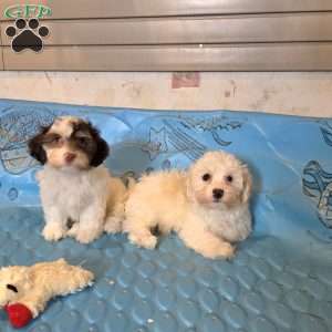 Hans, Havanese Puppy